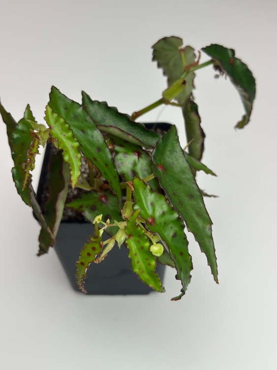 Begonia Amphioxus #2