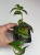 Begonia Amphioxus #3