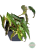 Begonia Amphioxus Plantykwariat