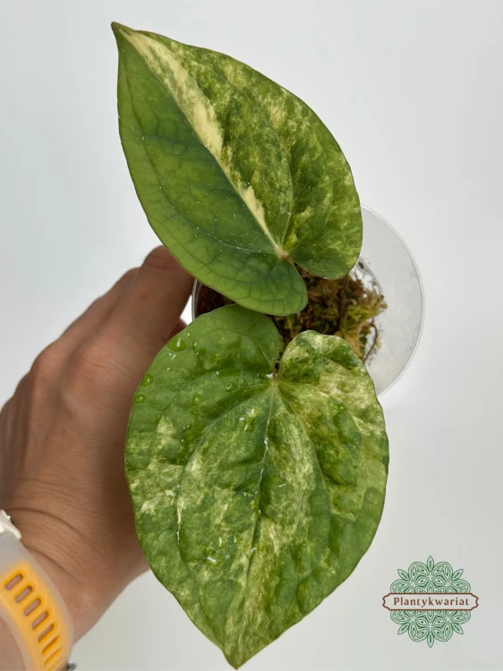 Anturium (Anthurium) Papillilaminum (Variegated) × Luxurians