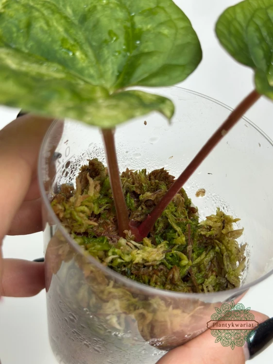 Anturium (Anthurium) Papillilaminum (Variegated) × Luxurians