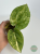 Anturium (Anthurium) Papillilaminum (Variegated) × Luxurians