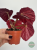 Begonia Grey Earl