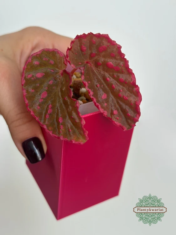 Begonia Furia