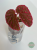 Begonia Furia