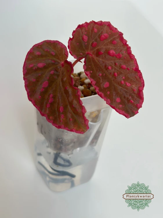Begonia Furia