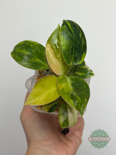 Filodendron (Philodendron) Green Congo Variegata