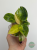 Filodendron (Philodendron) Green Congo Variegata