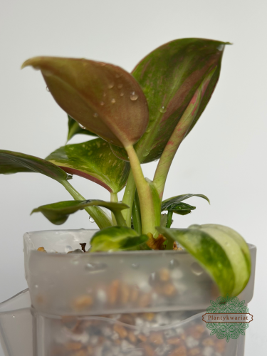 Filodendron (Philodendron) Green Congo Variegata