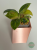 Filodendron (Philodendron) Green Congo Variegata