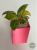 Filodendron (Philodendron) Green Congo Variegata