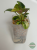 Filodendron (Philodendron) Green Congo Variegata