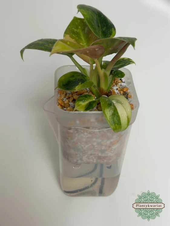 Filodendron (Philodendron) Green Congo Variegata
