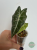Alokazja (Alocasia) Polly Pink Variegata Regres