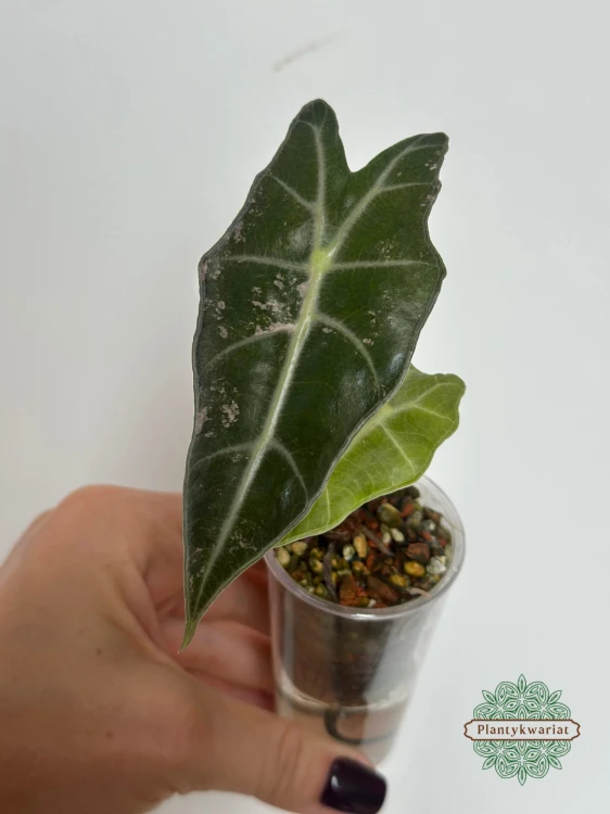 Alokazja (Alocasia) Polly Pink Variegata Regres