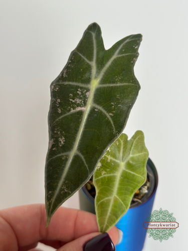 Alokazja (Alocasia) Polly Pink Variegata Regres