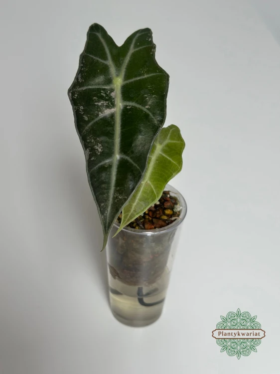 Alokazja (Alocasia) Polly Pink Variegata Regres