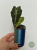Alokazja (Alocasia) Polly Pink Variegata Regres