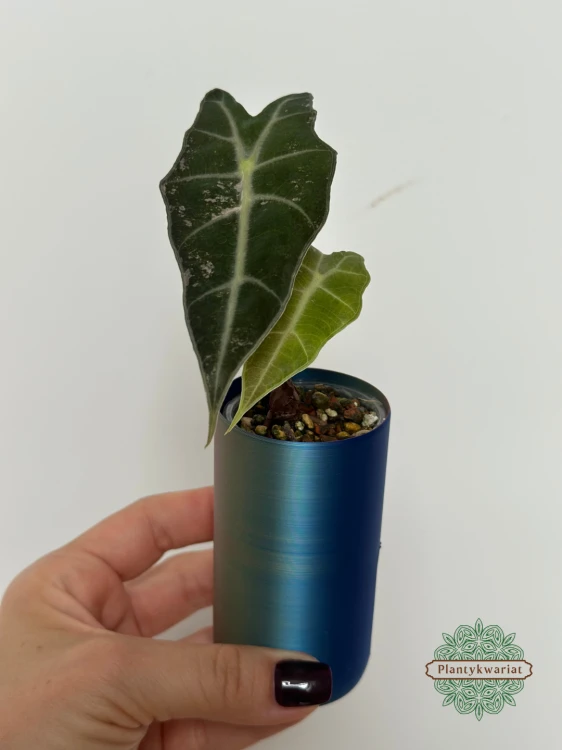Alokazja (Alocasia) Polly Pink Variegata Regres