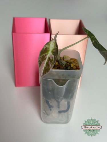 Alokazja (Alocasia) Black Velvet Pink Variegata