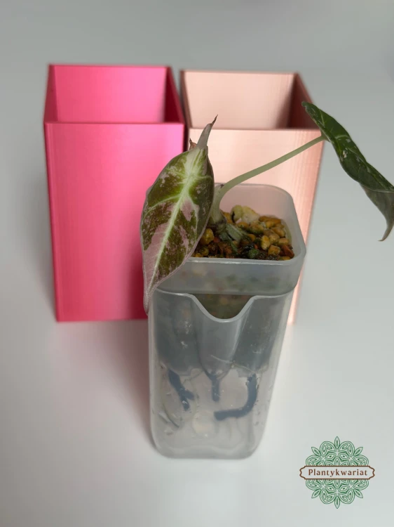 Alokazja (Alocasia) Black Velvet Pink Variegata