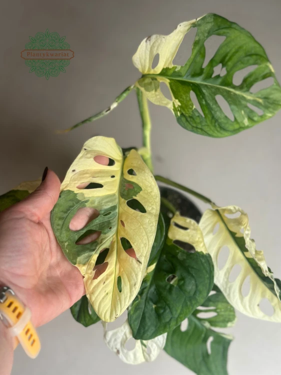 Monstera obliqua monkey Japanese Tricolour