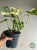 Monstera obliqua monkey Japanese Tricolour