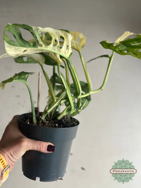 Monstera obliqua monkey Japanese Tricolour