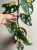 Monstera Adansonii Variegata