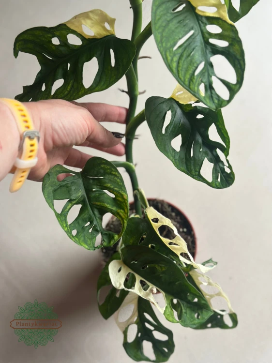 Monstera Adansonii Variegata