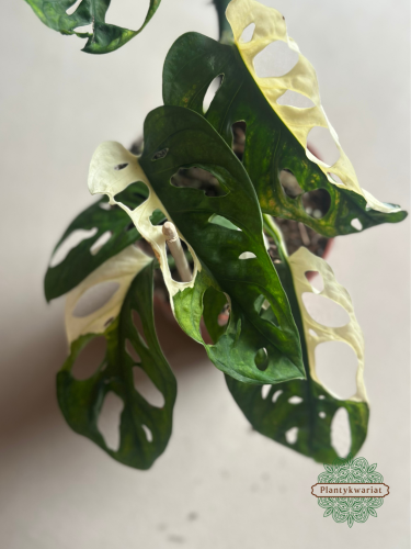 Monstera Adansonii Variegata