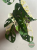 Monstera Adansonii Variegata