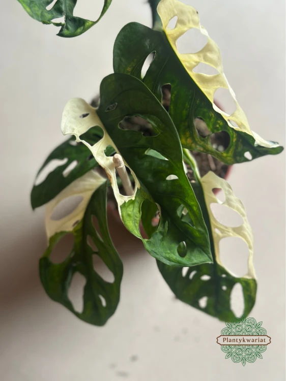 Monstera Adansonii Variegata