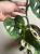 Monstera Adansonii Variegata