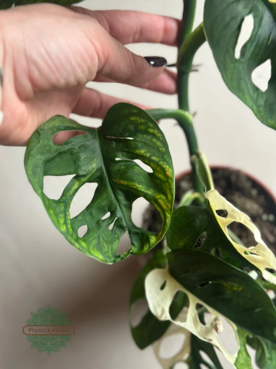 Monstera Adansonii Variegata
