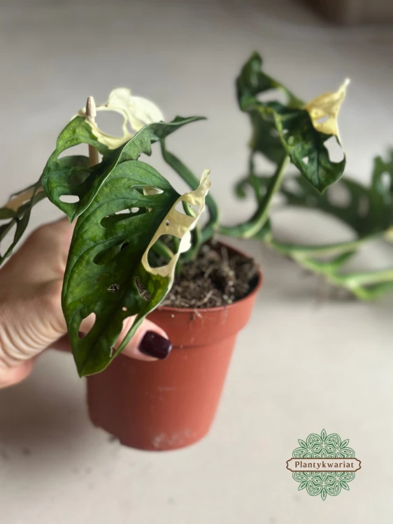 Monstera Adansonii Variegata