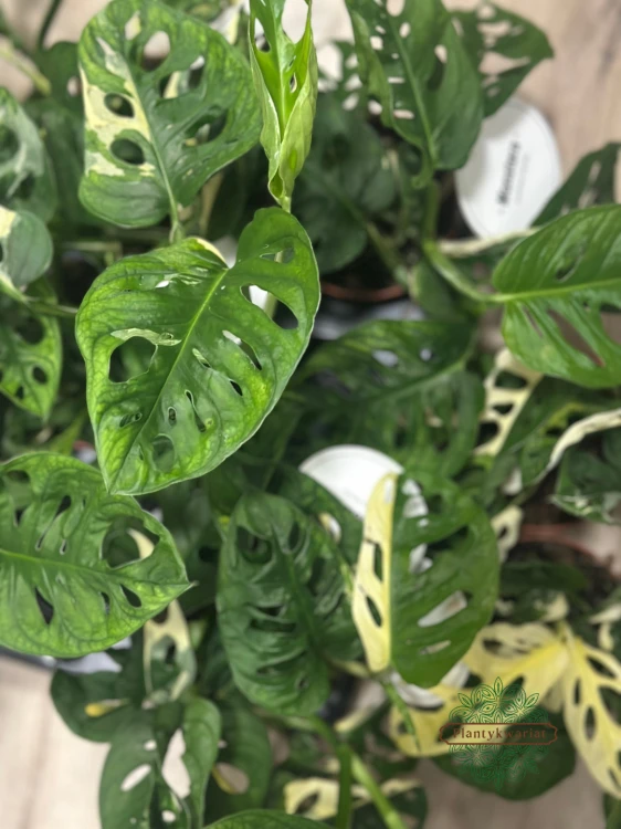 Monstera Adansonii Variegata