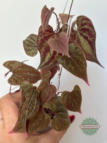 Dioscorea Discolor