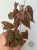 Dioscorea Discolor