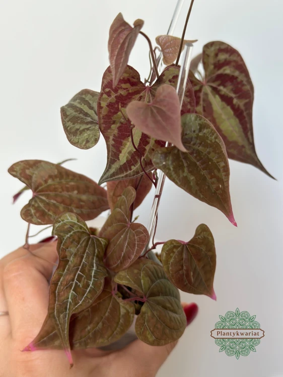 Dioscorea Discolor