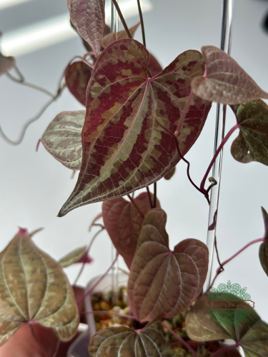 Dioscorea Discolor