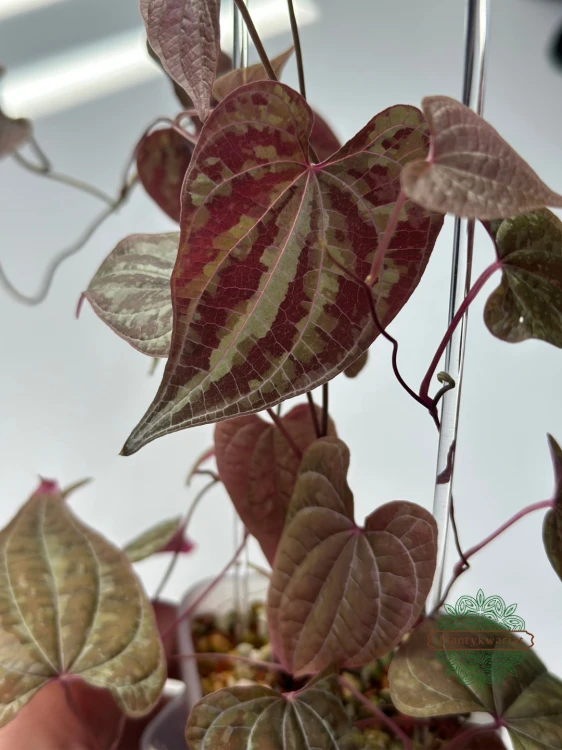 Dioscorea Discolor