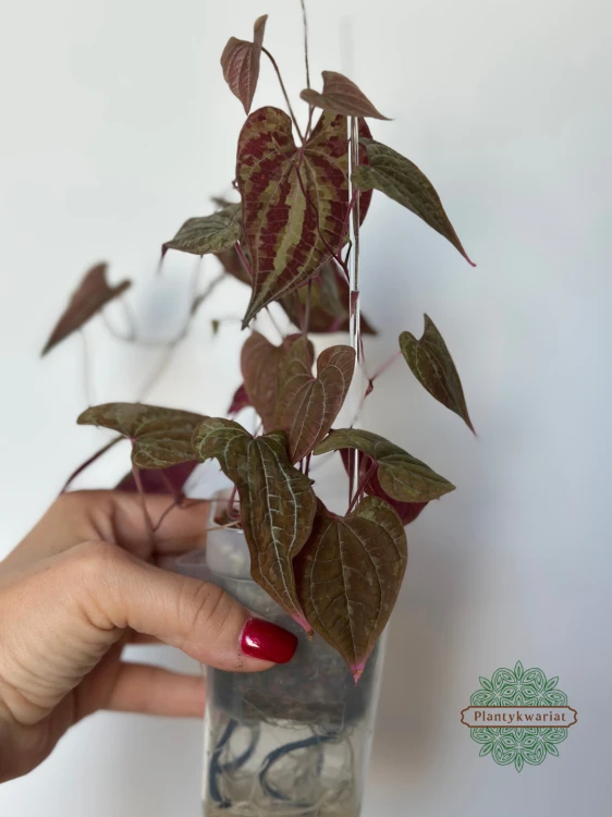 Dioscorea Discolor
