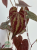Dioscorea Discolor