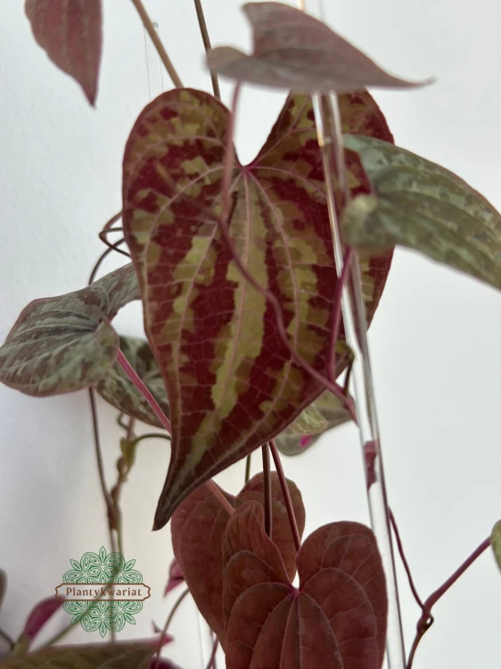 Dioscorea Discolor