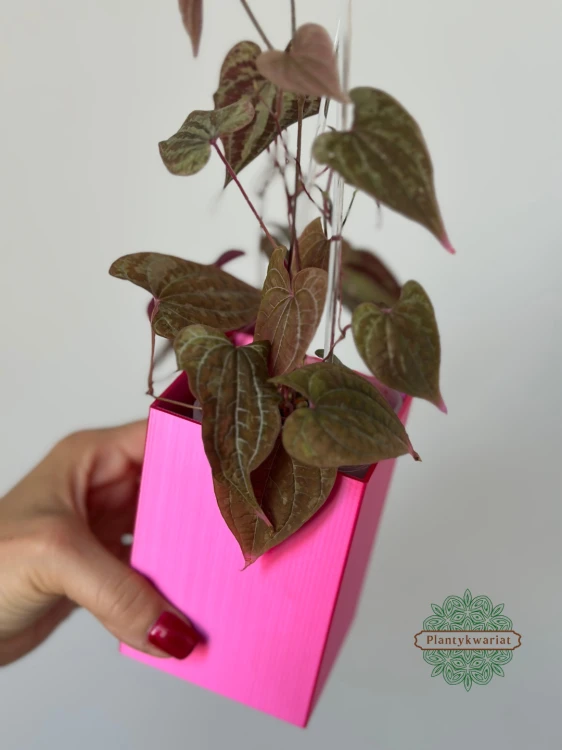 Dioscorea Discolor