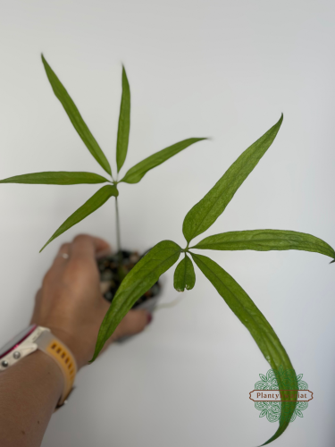Anturium (Anthurium) eminens