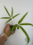 Anturium (Anthurium) eminens