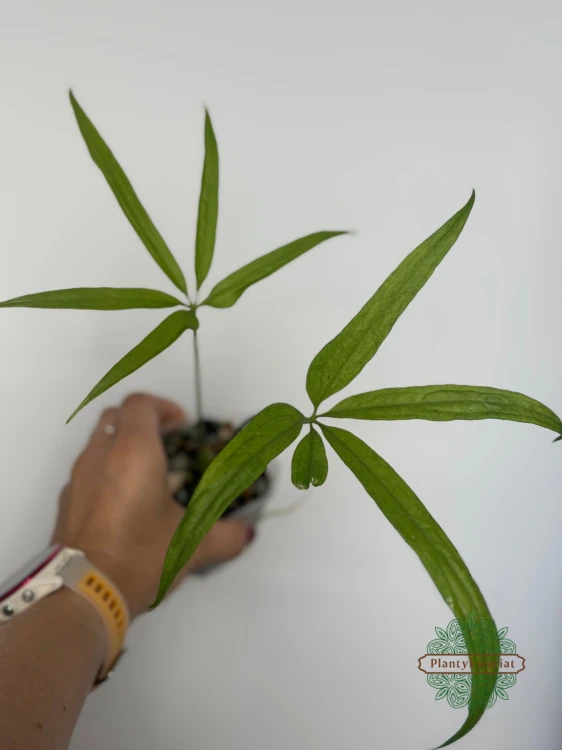 Anturium (Anthurium) eminens