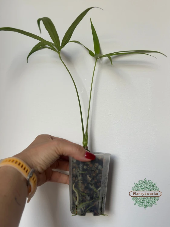 Anturium (Anthurium) eminens